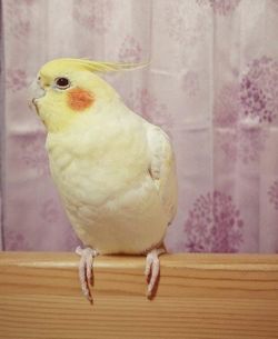 �I�J���C���R