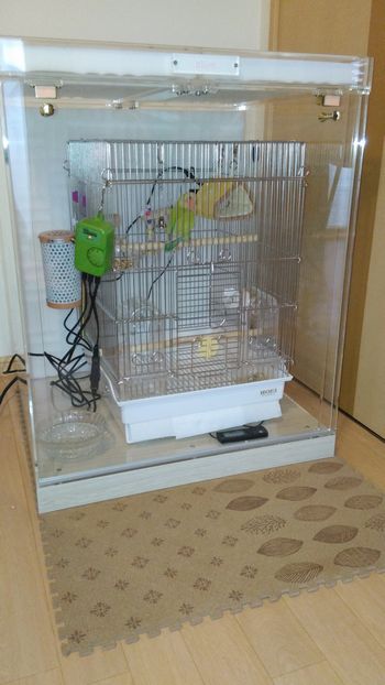 �R�U�N���C���R�̃A�N�����P�[�X�@�ۉ��Ɩh����