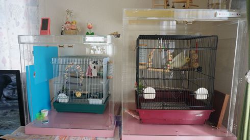 �A�N�����P�[�X7�N�o�ߌ�