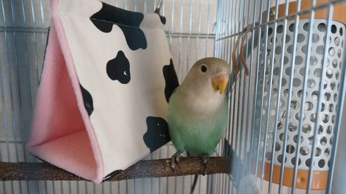 �R�U�N���C���R