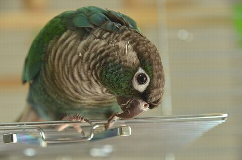 ホオミドリアカオウロコインコ