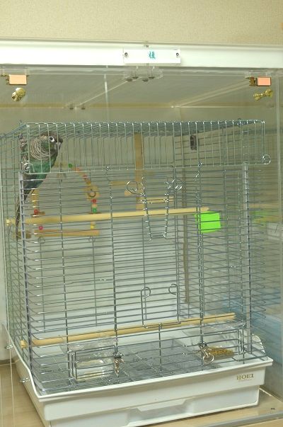 お迎えしたホオミドリアカオウロコインコ