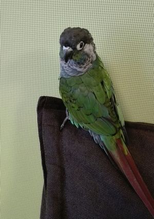 �E���R�C���R