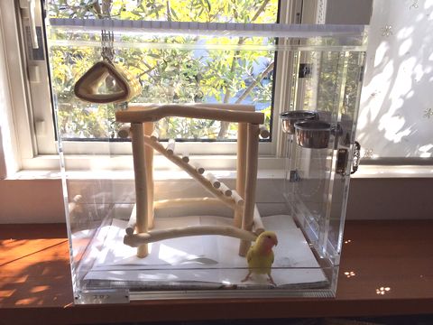 �A�N�����P�[�X�̒��Ƀo�[�h�W��