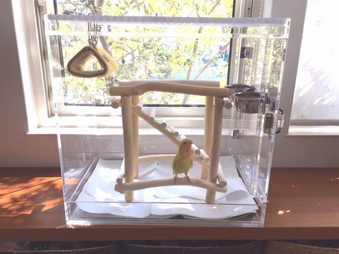 �R�U�N���C���R�̏Z�܂�