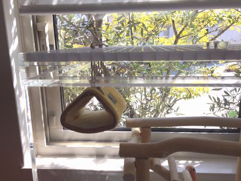 �V��Ƀo�[�h�e���g���Ԃ牺����