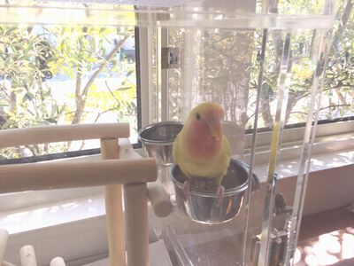 �a�J�b�v�ɍ���R�U�N���C���R