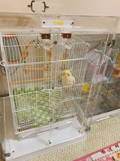 �I�J���C���R�̒���������ꂽ�A�N�����P�[�X