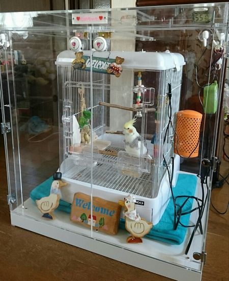 �I�J���C���R�@�A�N�����P�[�X