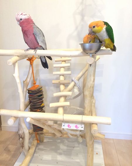 �o�[�h�W�����C���R�̗V�я��