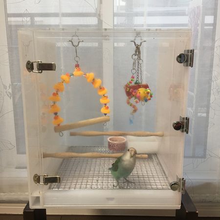 �R�U�N���C���R�̃A�N�����P�[�X