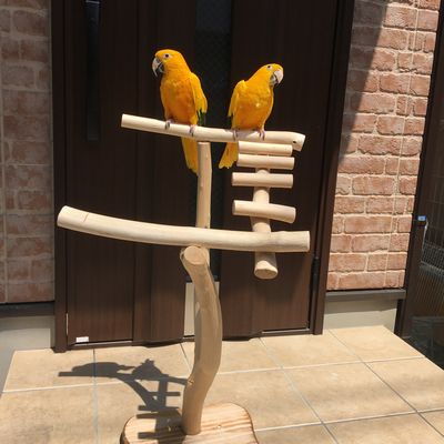 �~�܂�؃X�^���h�̏�̃j���I�E�C���R