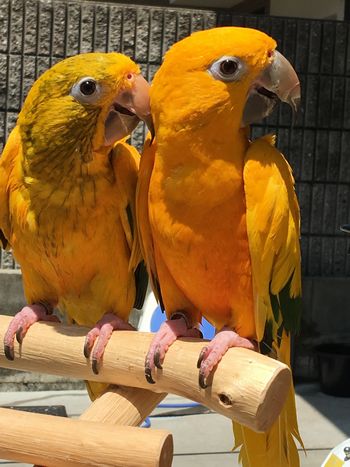 �j���I�E�C���R�̃y�A