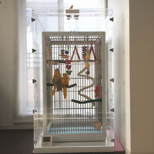 �j���I�E�C���R�@�A�N�����P�[�X