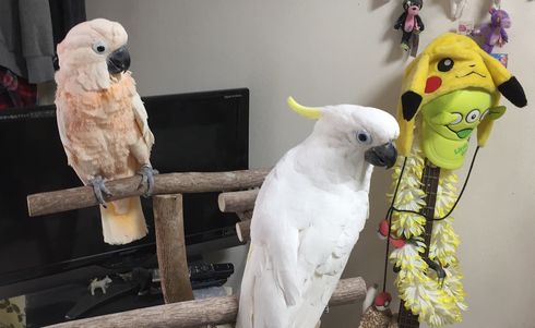 ��^�C���R�p�̃o�[�h�W��