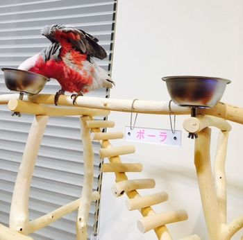 �H�����̃����C���C���R