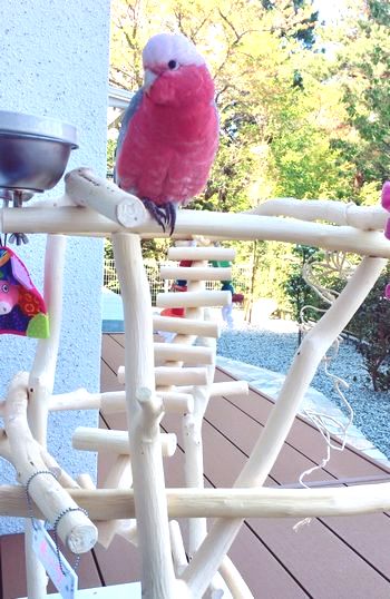 �o�[�h�W���ɂƂ܂郂���C���C���R