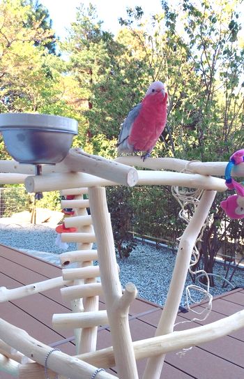 �o�[�h�W���̓e���X�ɐݒu