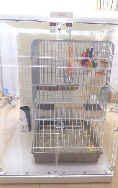 テンジクバタンのアクリルケース