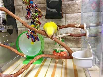 �C���R�p�~�܂�؂�����