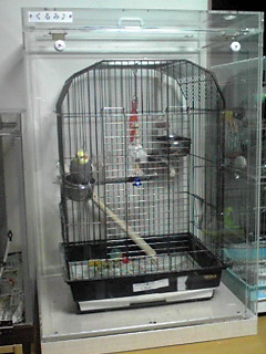 �I�J���C���R�̒���������ꂽ�A�N�����P�[�X