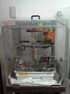 �R�K�l���L�V�R�C���R�̃A�N�����P�[�X