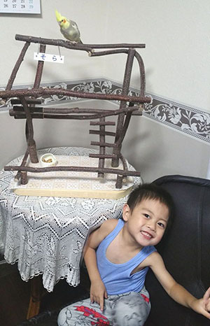 オカメインコと男の子