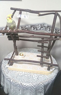 バードジムに乗るオカメインコ