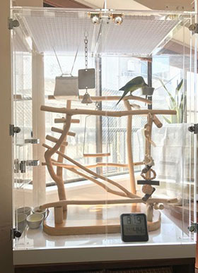 �a�̃����S��H�ׂ�I�L�i�C���R