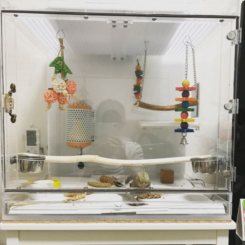 �I�J���C���R�̃A�N�����P�[�X