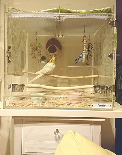 �A���e�B�[�N�̂悤�ȃC���R�̃A�N�����P�[�X