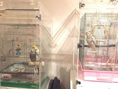 �I�J���C���R�̒���������ꂽ�A�N�����P�[�X