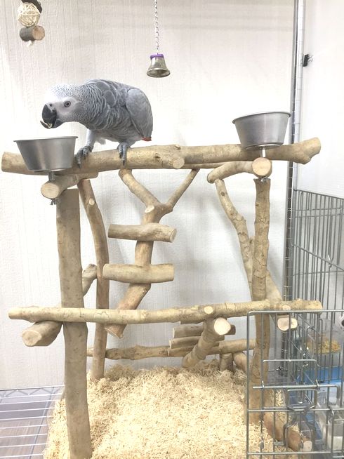 バードジムに乗るヨウム