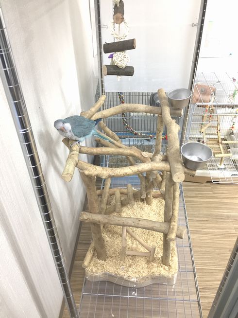 バードジムに止まるオキナインコ