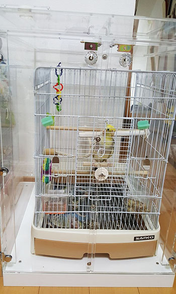 �I�J���C���R�̒���������ꂽ�A�N�����P�[�X