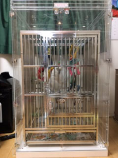 アオメキバタンの大きなアクリルケース