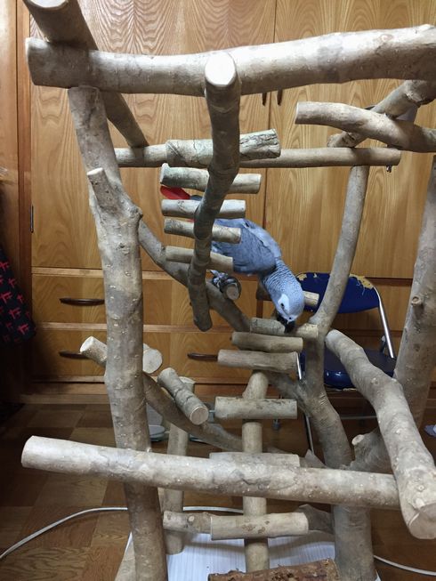 バードジムに乗るヨウム