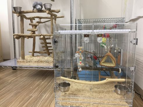 �I�L�i�C���R�̃A�N�����P�[�X�@�ۉ��p