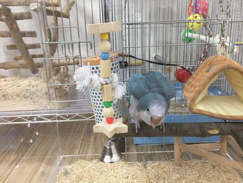 �I�L�i�C���R