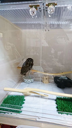 スピックコノハズクのアクリルケース