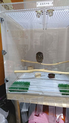 スピックコノハズク