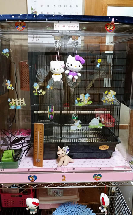 アクリルケースをキティちゃんグッズでデコレーション