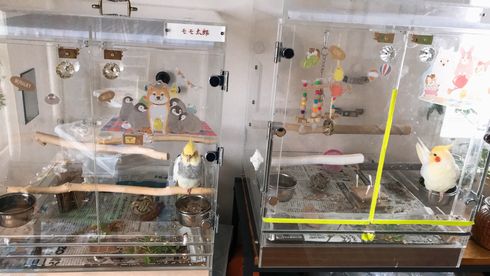 �I�J���C���R�̃A�N�����P�[�X