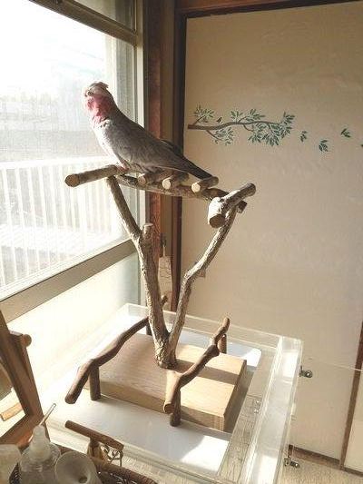 窓から外を見るモモイロインコ