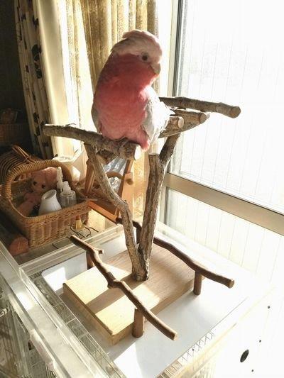 バードジムに乗るモモイロインコ