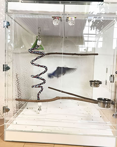 コザクラインコのアクリルケース