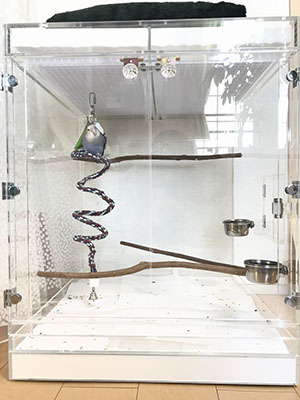 インコが中で飛び回れる