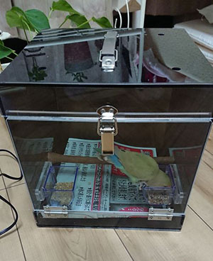 コザクラインコの鳴き声防音