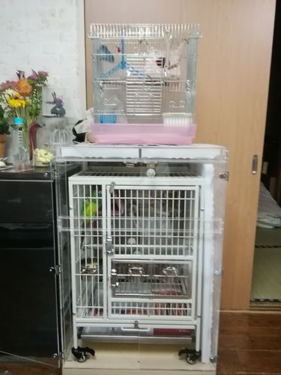 �����C���C���R�̒���������ꂽ�A�N�����P�[�X�@�h���d�l