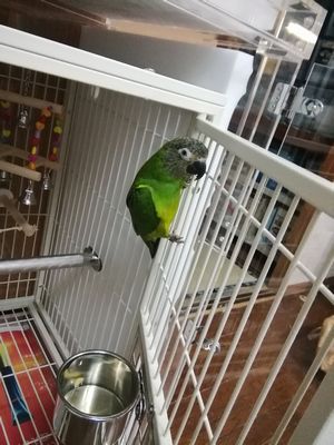 �E���R�C���R